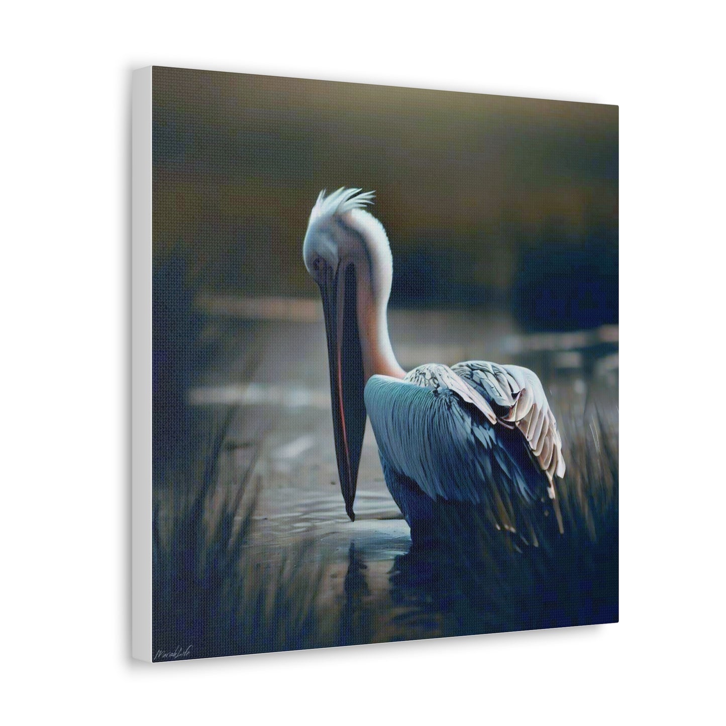 Pelican Dreams - Canvas Gallery Wraps